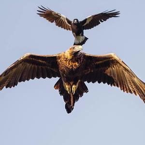 Meet your Posher, Adam